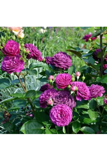 Куст роз Ebb Tide в полном расцвете